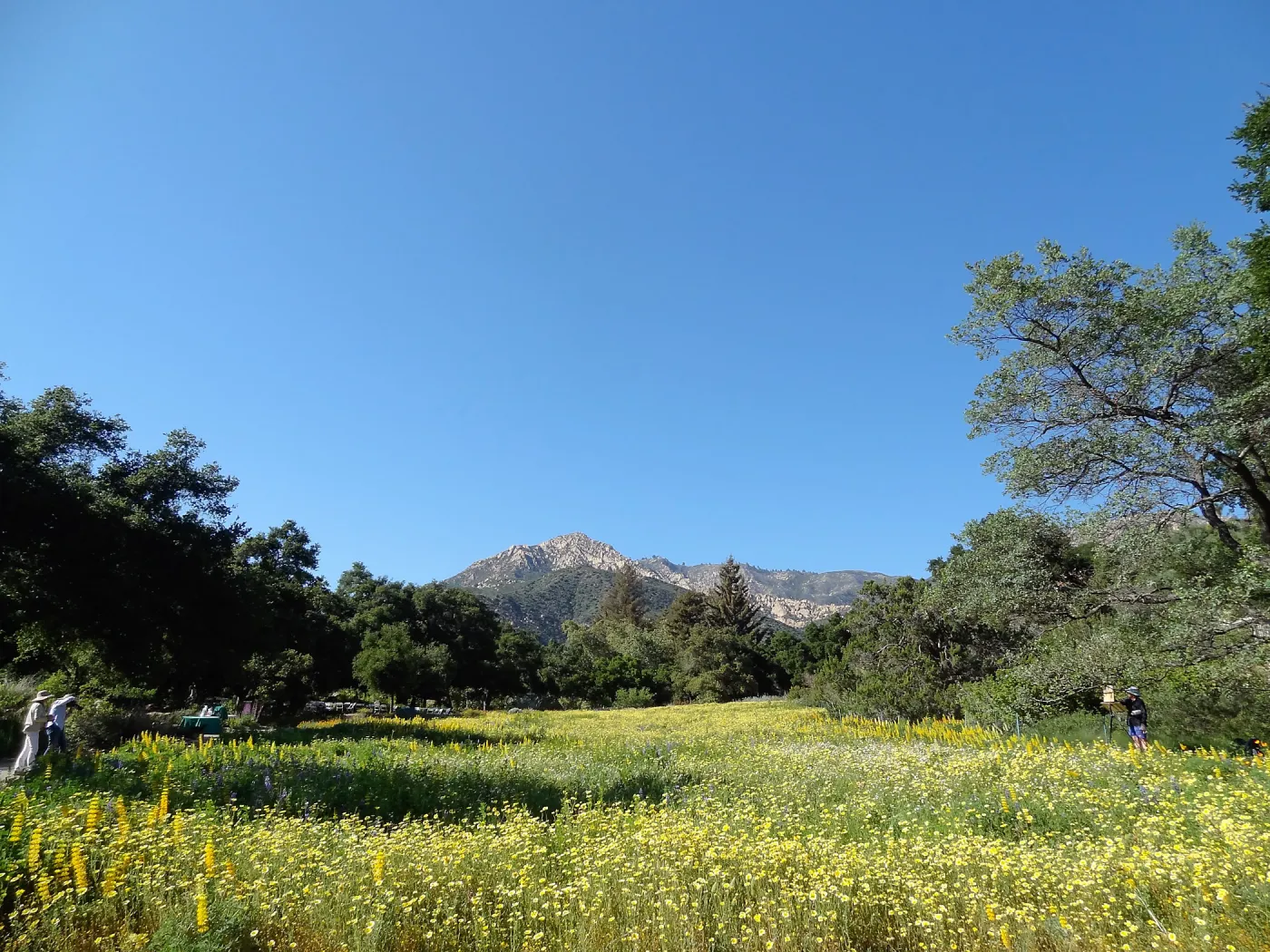 SBBG spring wildflower Meadow, 2014