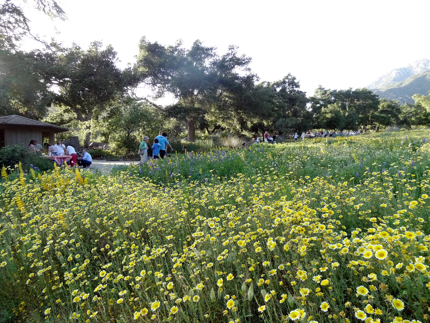 SBBG spring wildflower Meadow, 2014, Member Picnic