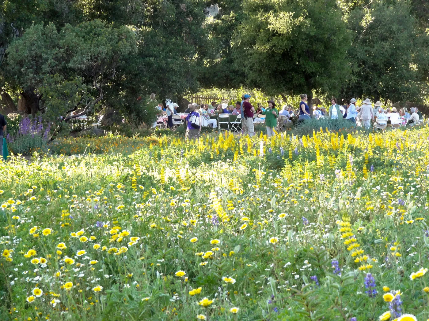 SBBG spring wildflower Meadow, 2014, Member Picnic