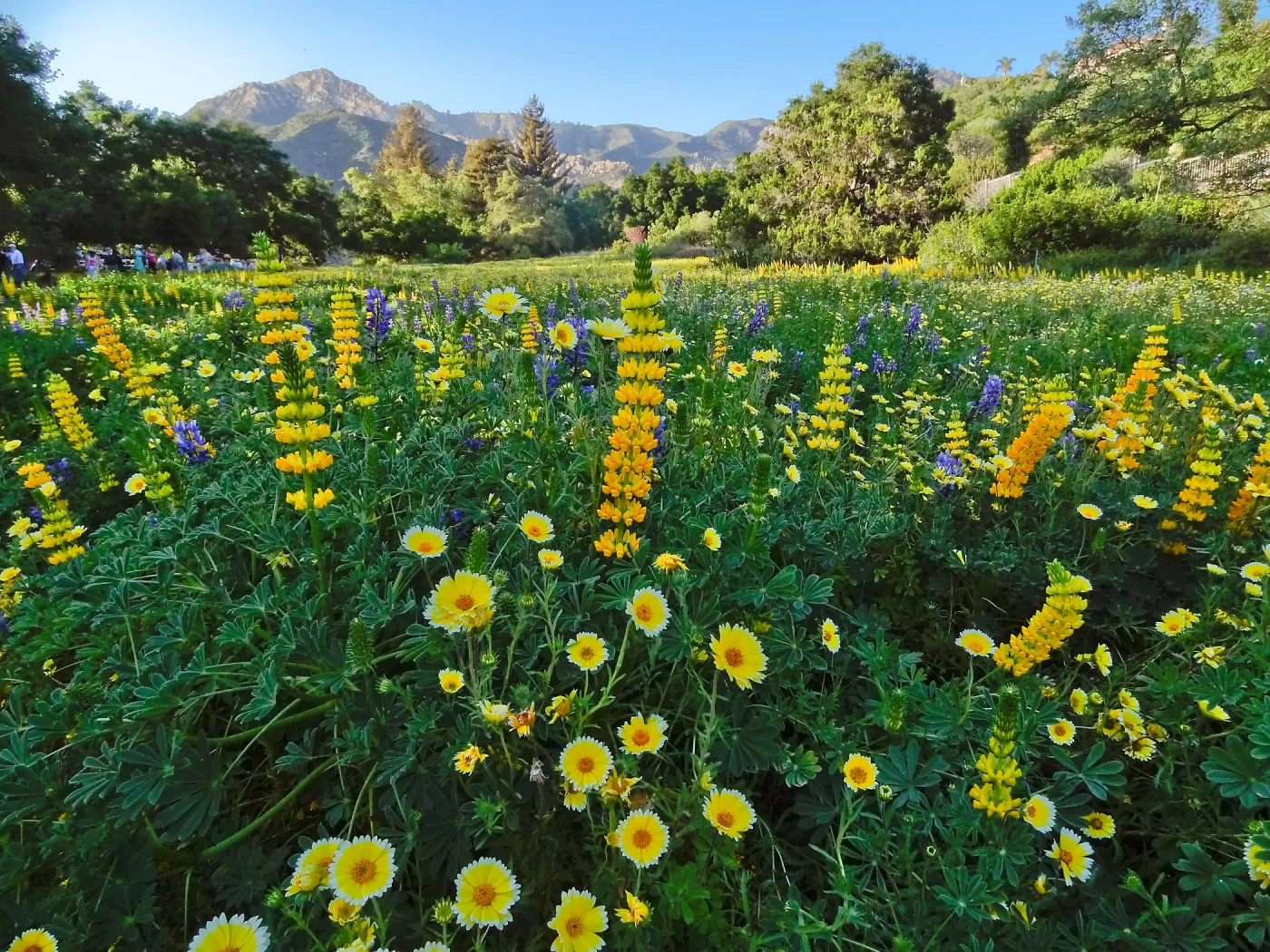 SBBG spring wildflower Meadow, 2014