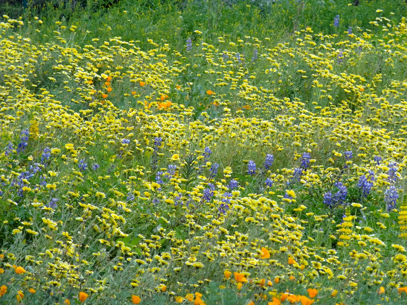 Spring wildflower display in the Meadow