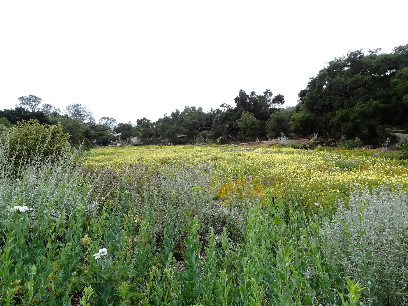 Spring wildflower display in the Meadow