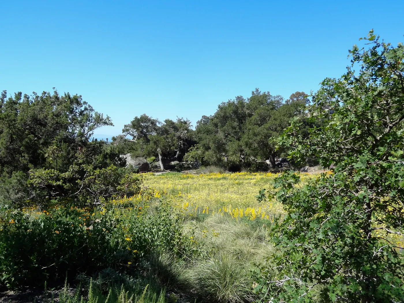 Meadow