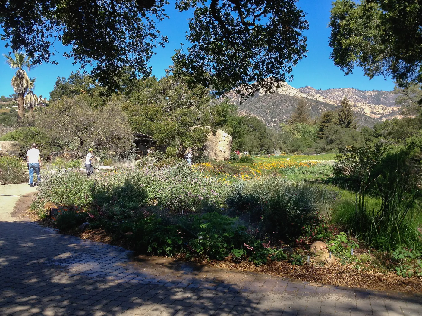 Visitors, Groundcover Section, Meadow