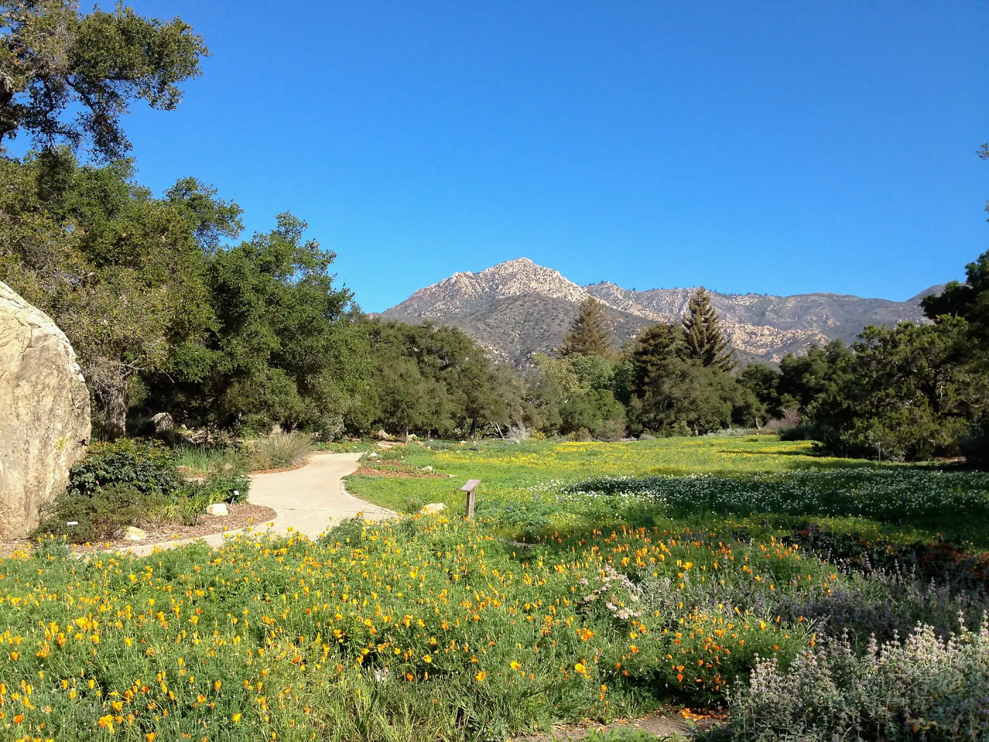 spring wildflower Meadow, 2014, SBBG
