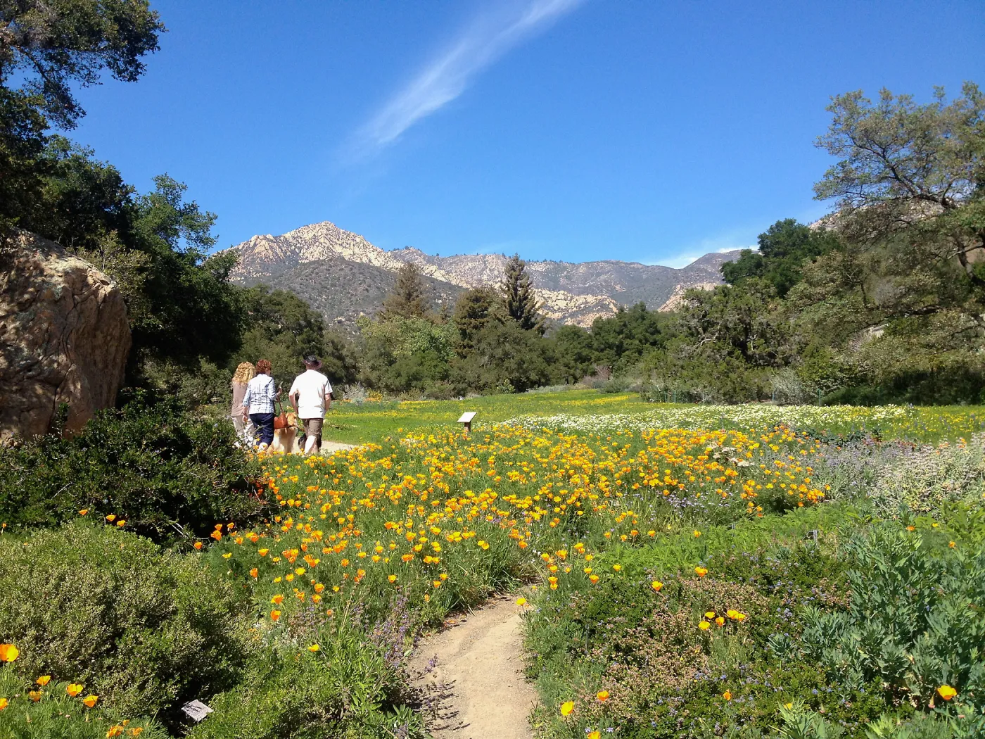 spring wildflower Meadow, 2014, SBBG
