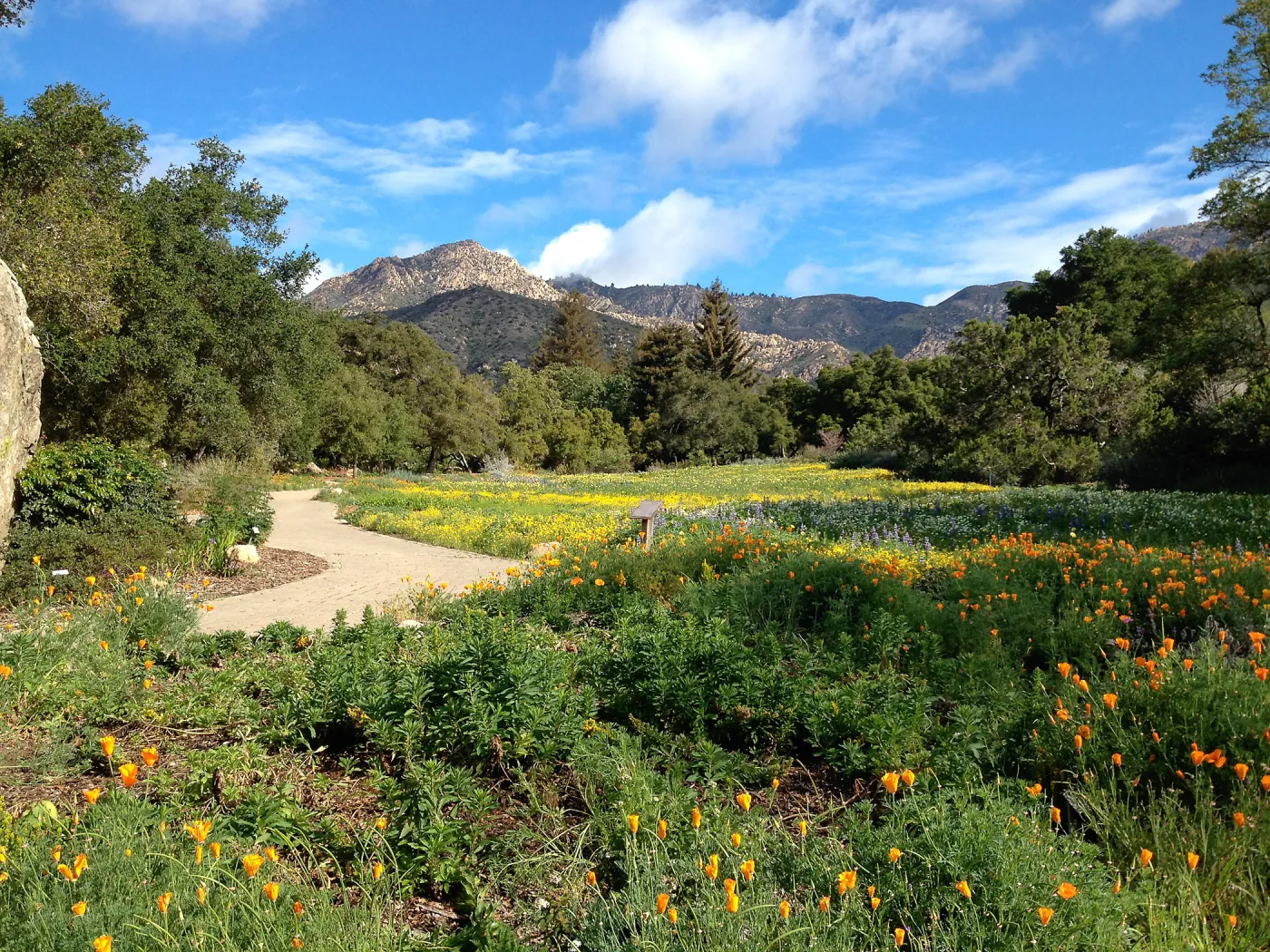 spring wildflower Meadow, 2014, SBBG