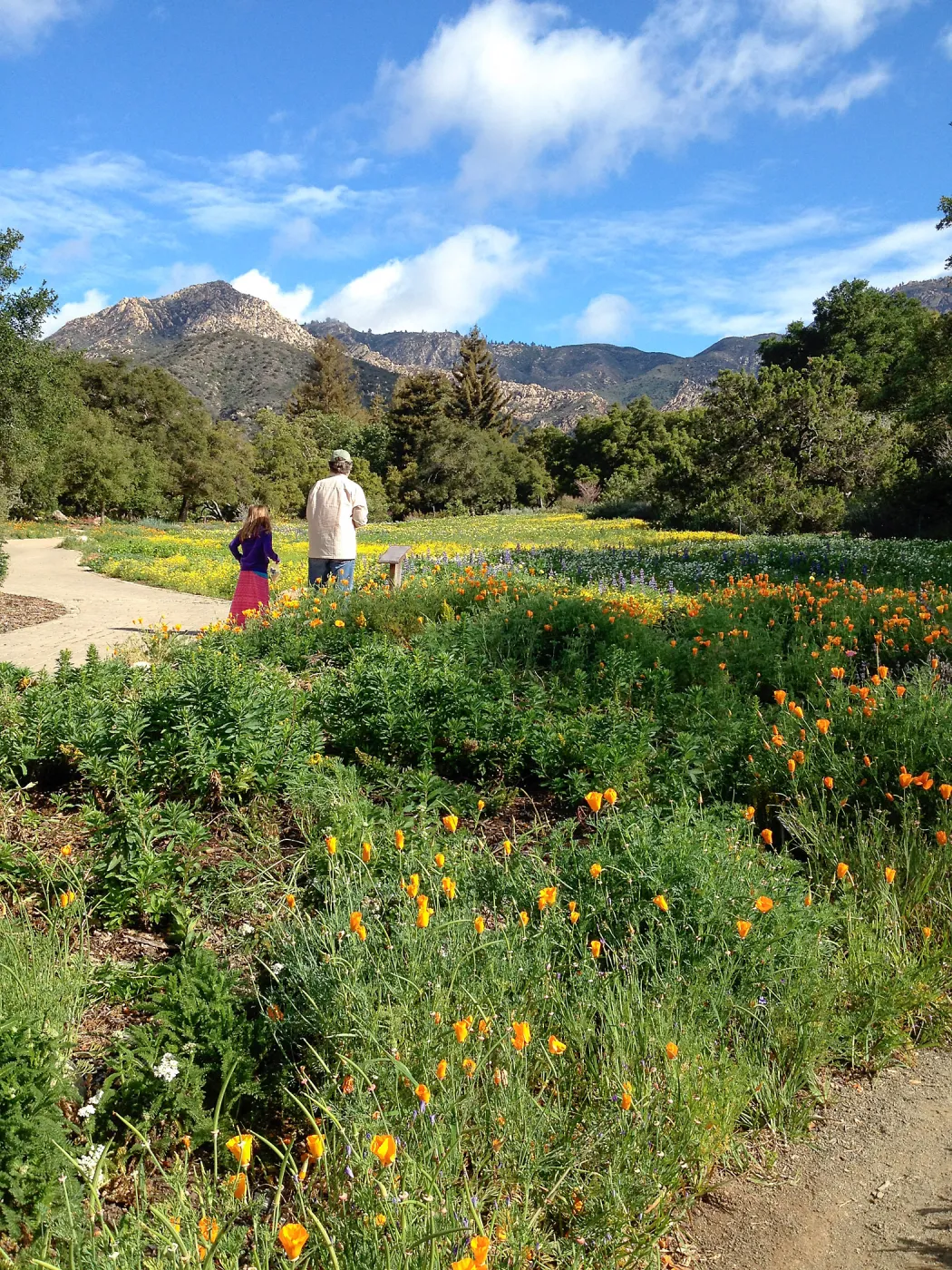 visitors, spring wildflower Meadow, 2014, SBBG