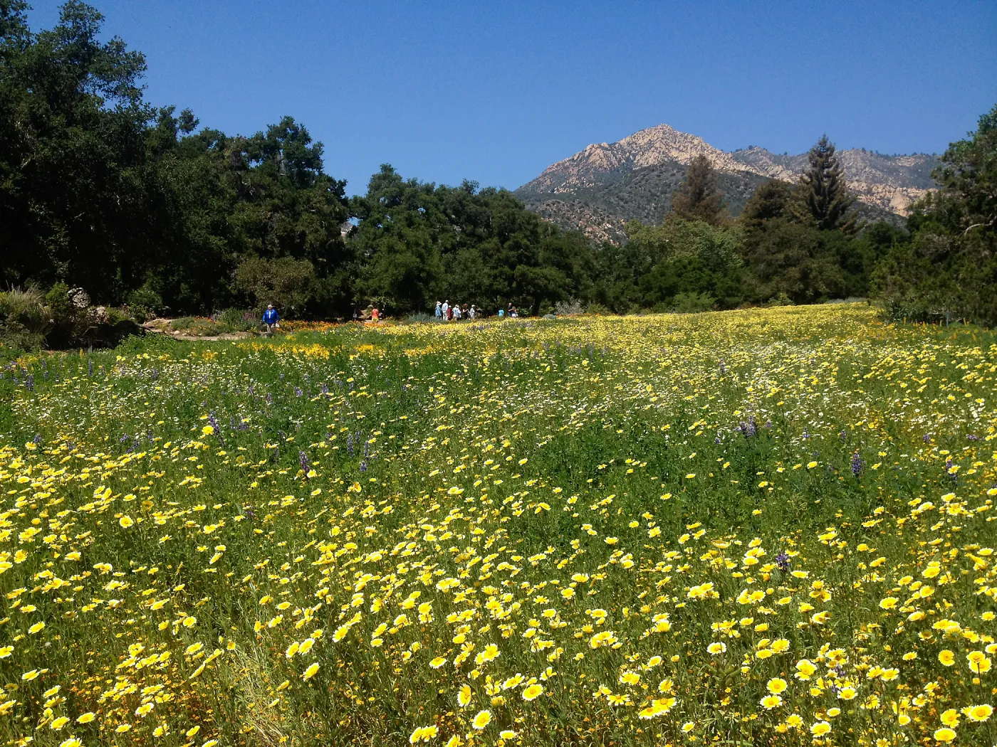 visitors, Spring wildflower Meadow, 2014, SBBG