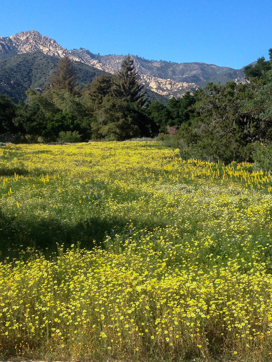 wildflower Meadow, 2014, SBBG