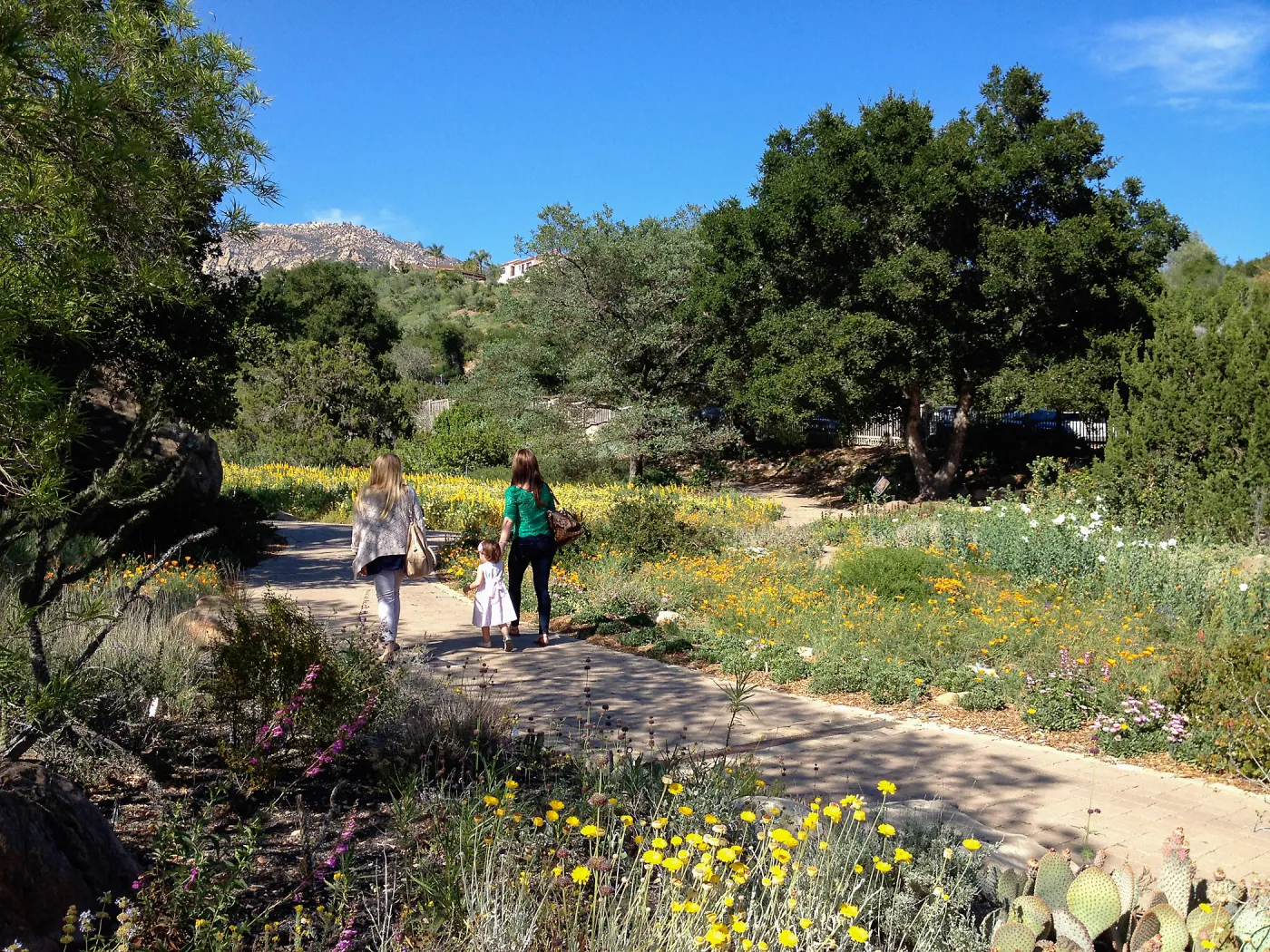 visitors on path to the spring wildflower Meadow, 2014, SBBG