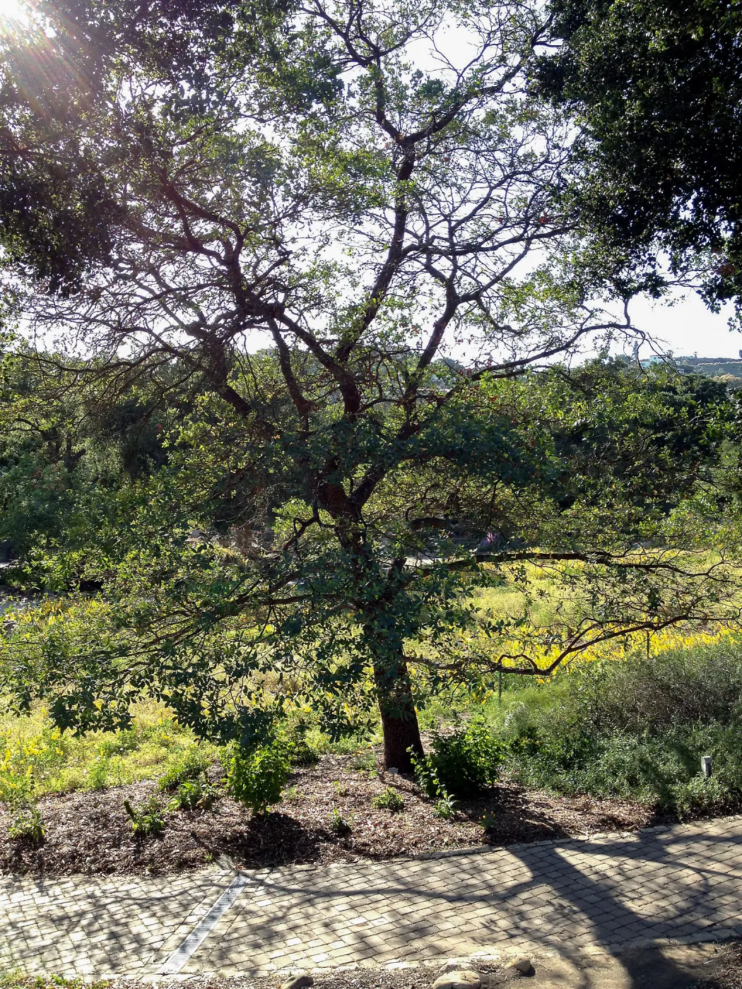 Engelmans oak, wildflower Meadow, SBBG