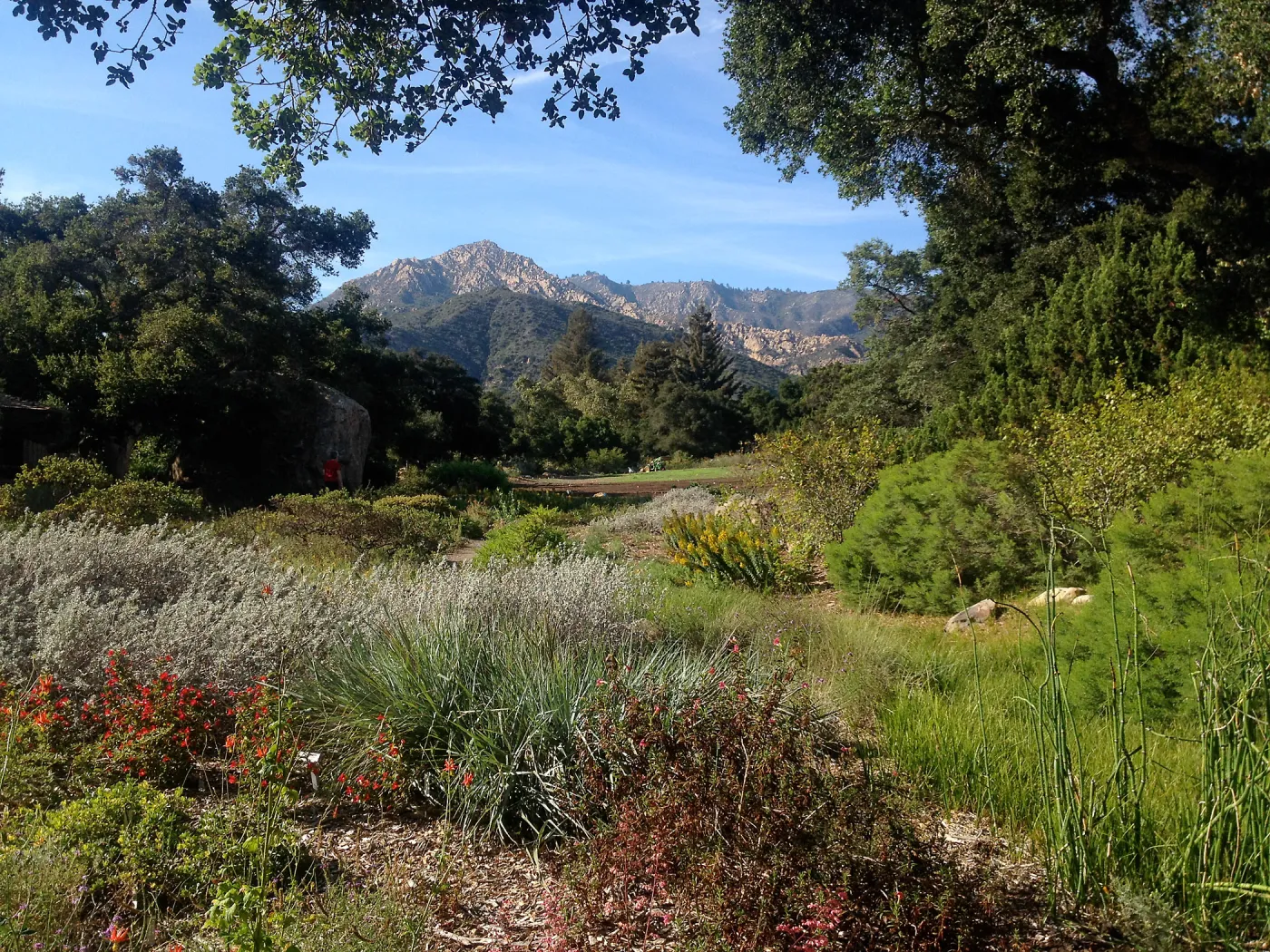 Ground Cover Display, view to Arlington Peak