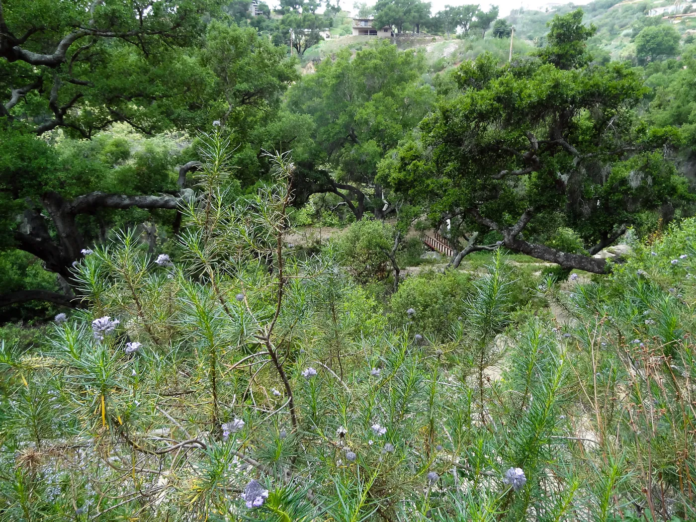 Campbell Trail, 5 years post Jesusita Fire