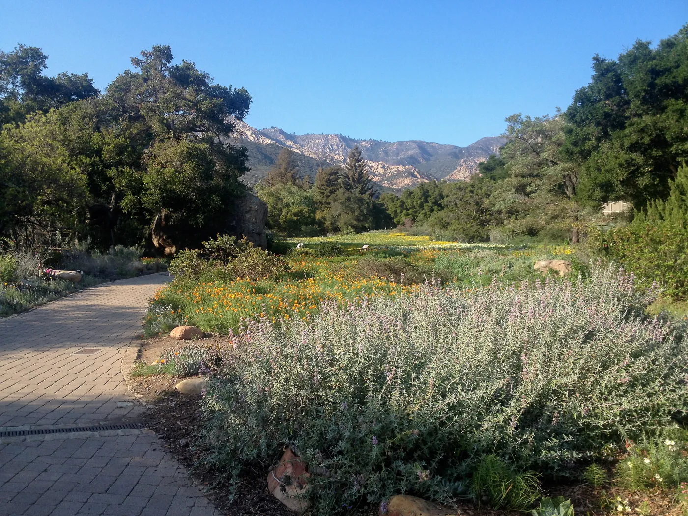 Groundcover section