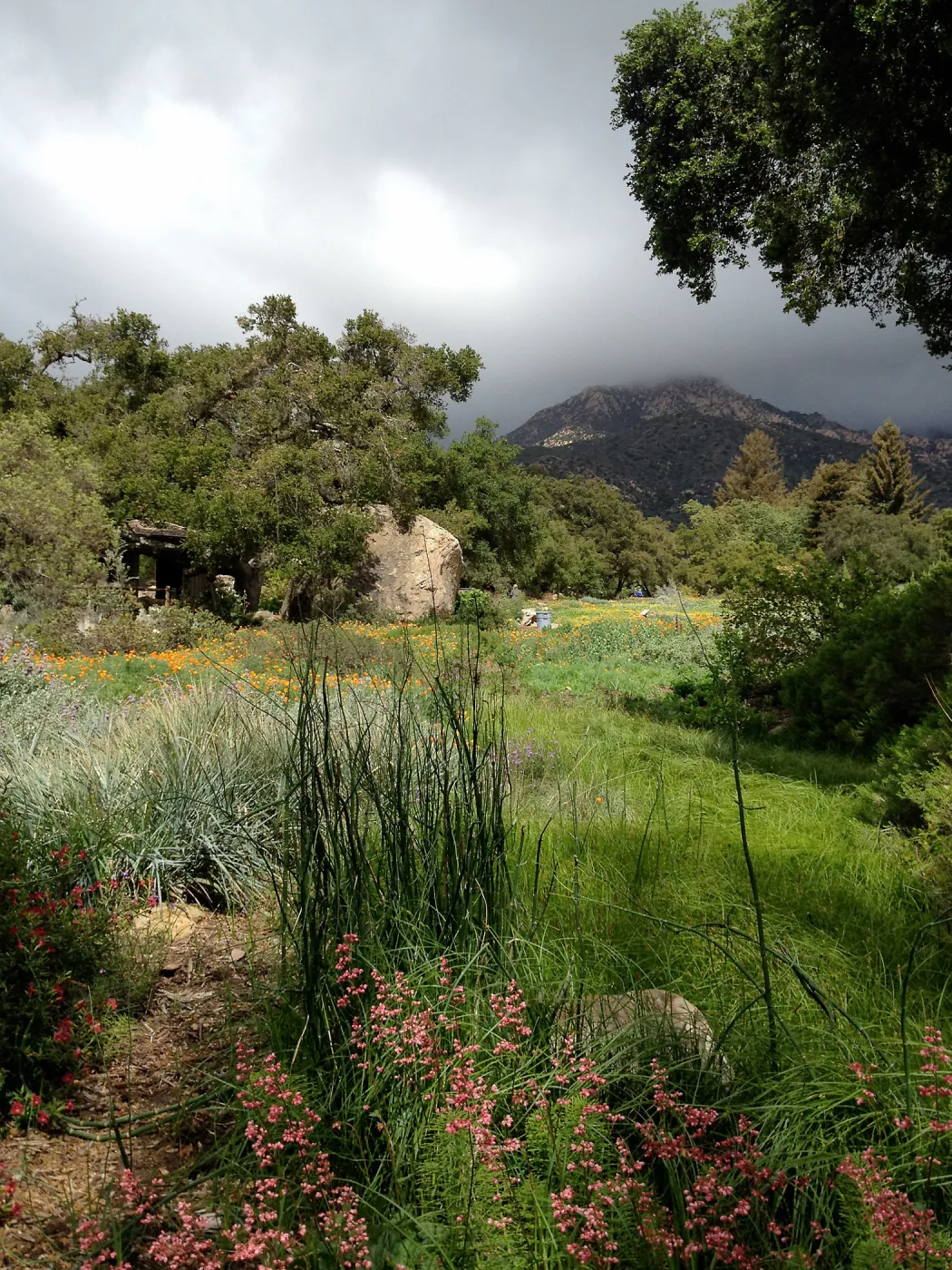 Groundcover section
