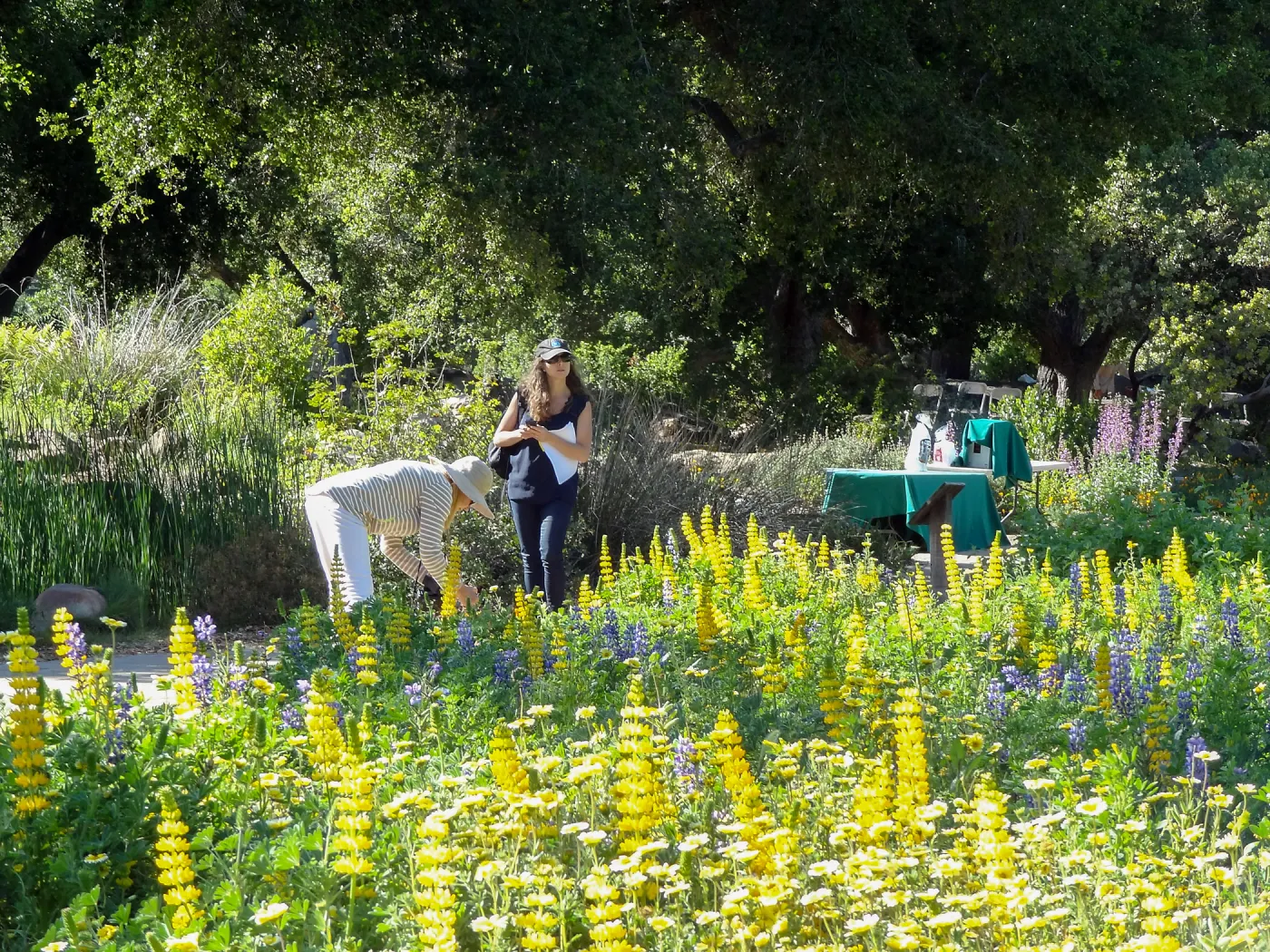 Members Picnic 2014 (lupine), (tidy-tips)