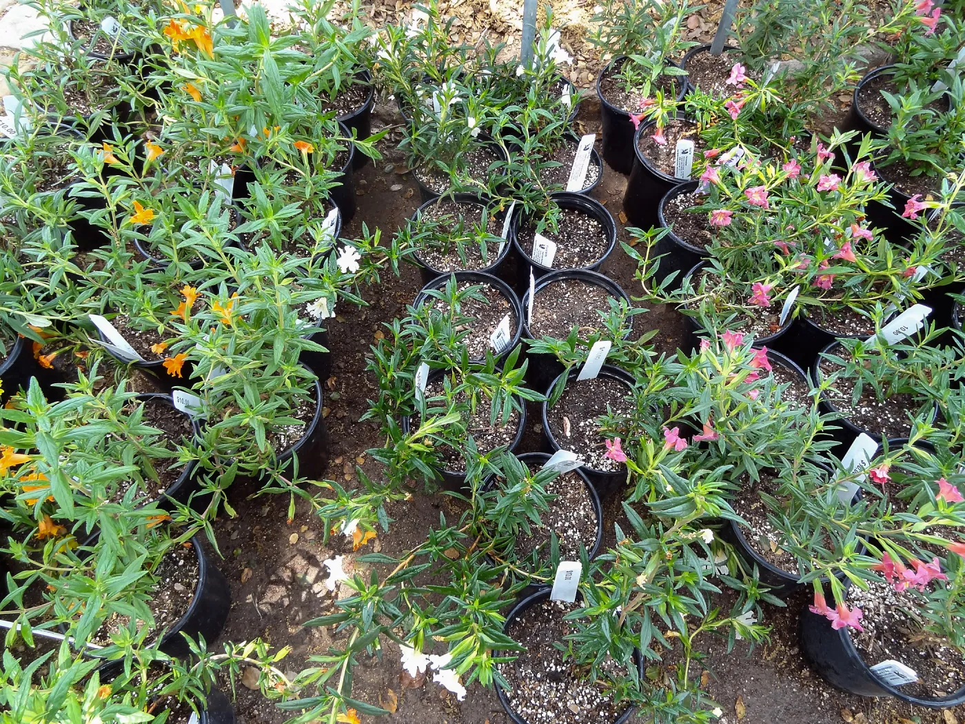 monkeyflower in pots, Spring Plant Sale 2014