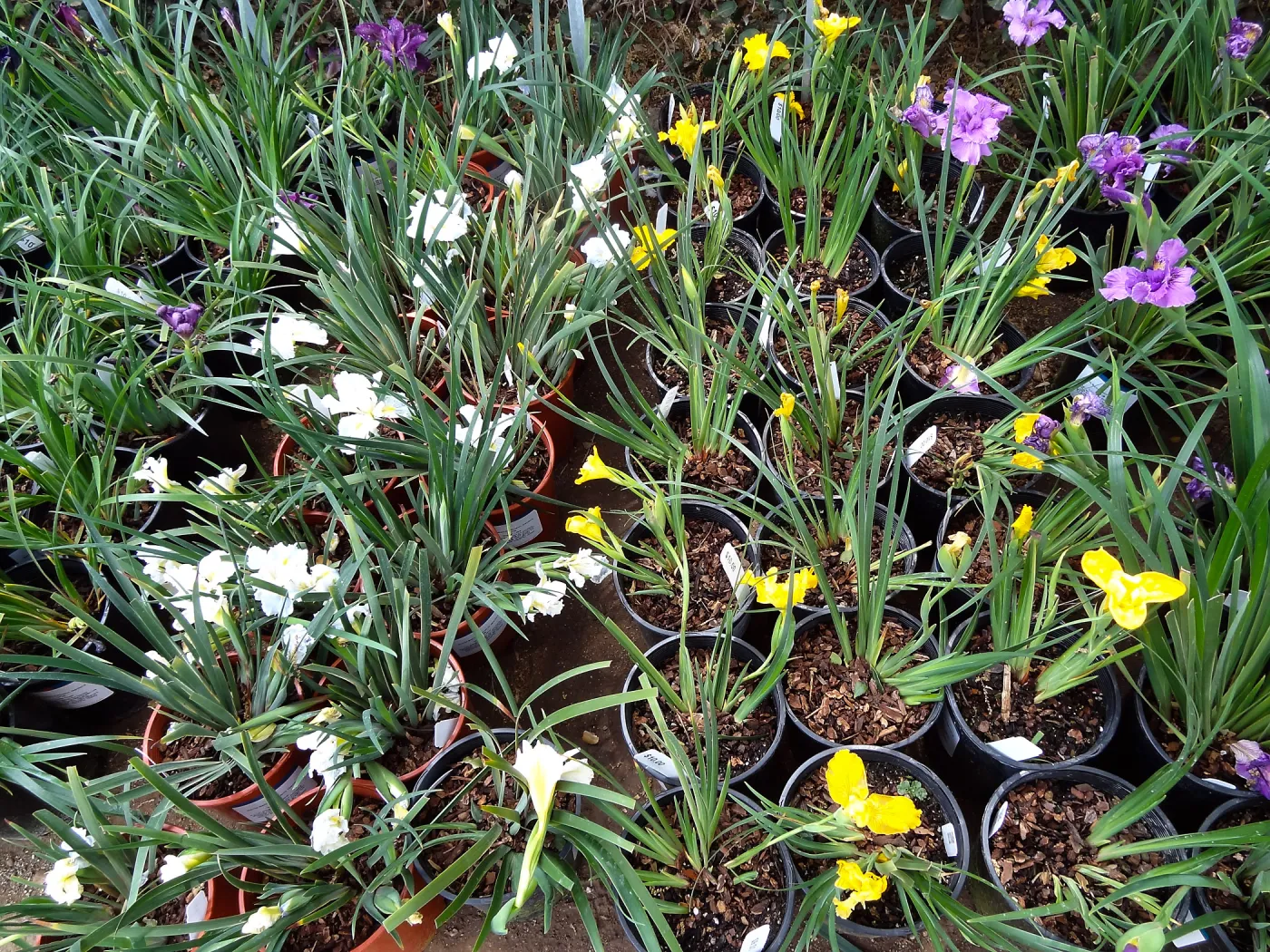 native Iris in pots, Spring Plant Sale 2014