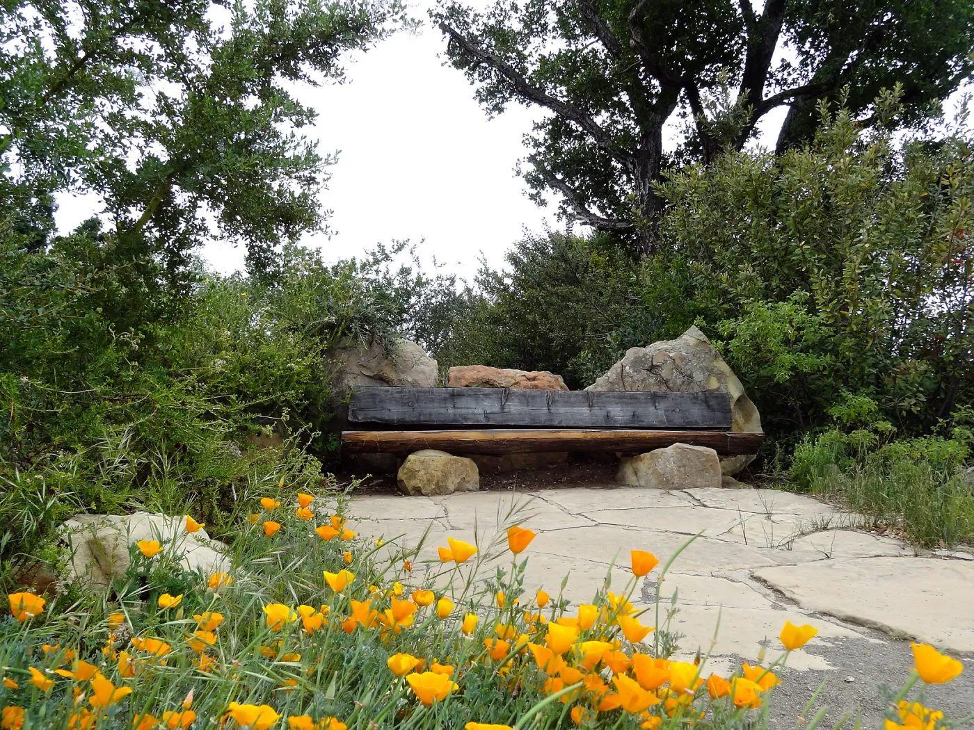 Mr. and Mrs. William Stratton Porter Bench (bench #64), 5 years post Jesusita Fire