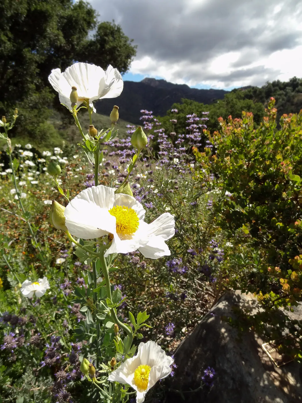 Matilija poppy flowers, Porter Trail, 5 years post Jesusita Fire