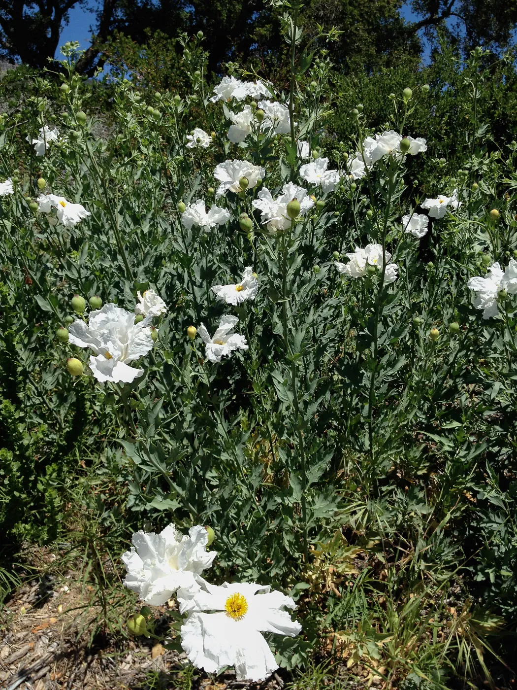 Matilija poppies, Porter Trail