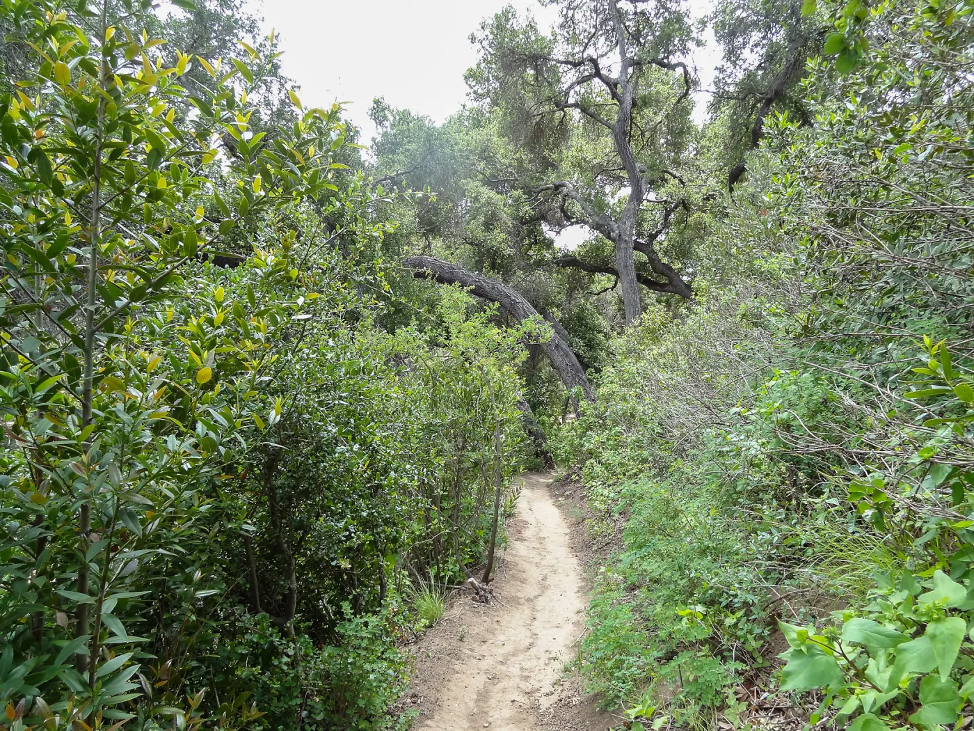 Pritchett Trail, 5 years post Jesusita Fire