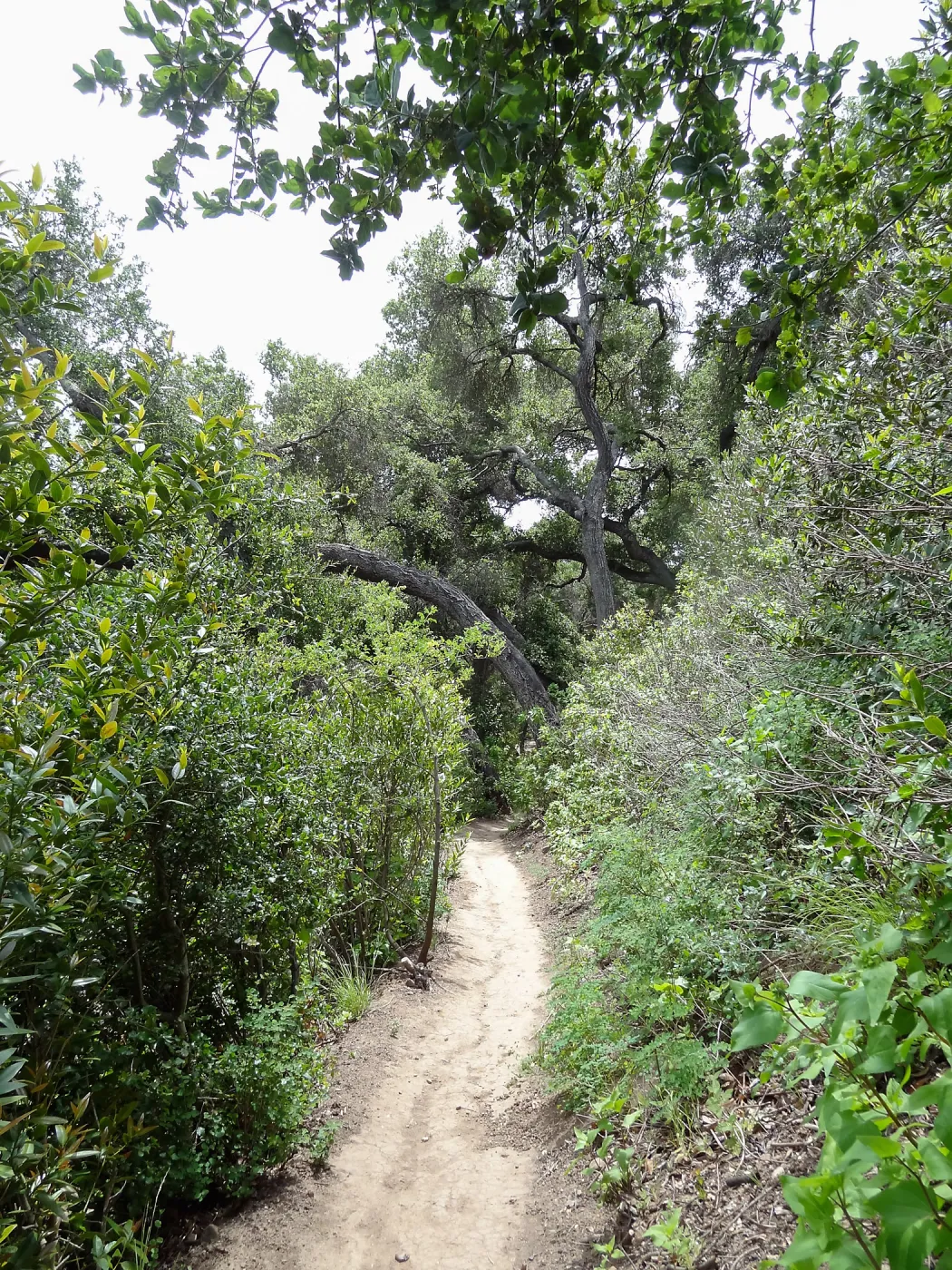 Pritchett Trail, 5 years post Jesusita Fire