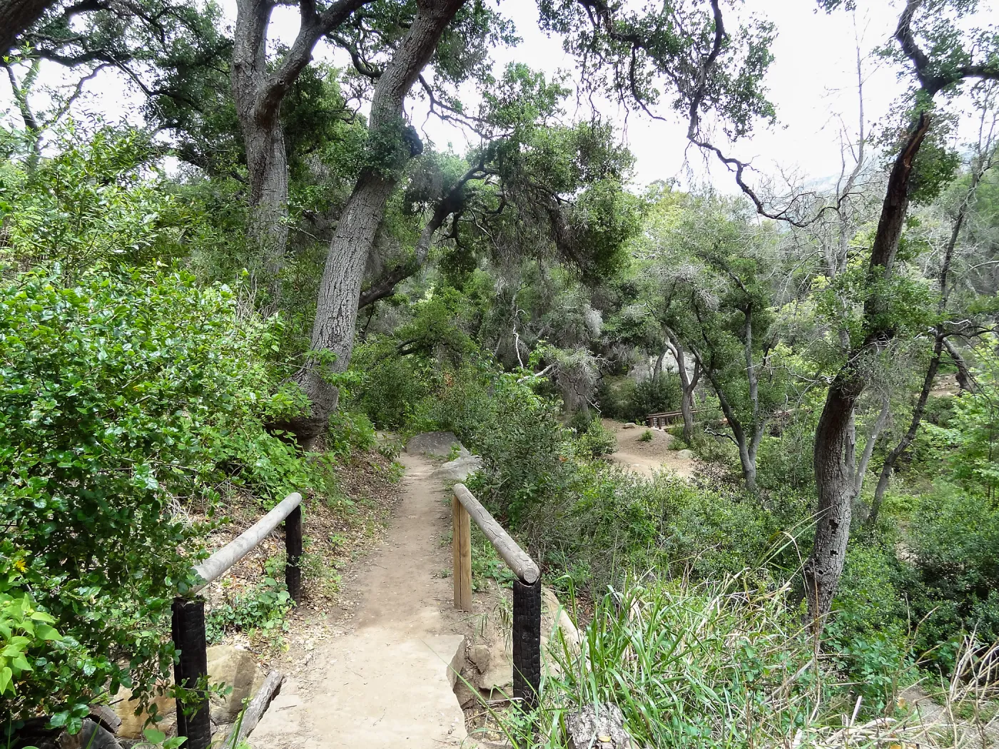 Pritchett Trail, 5 years post Jesusita Fire