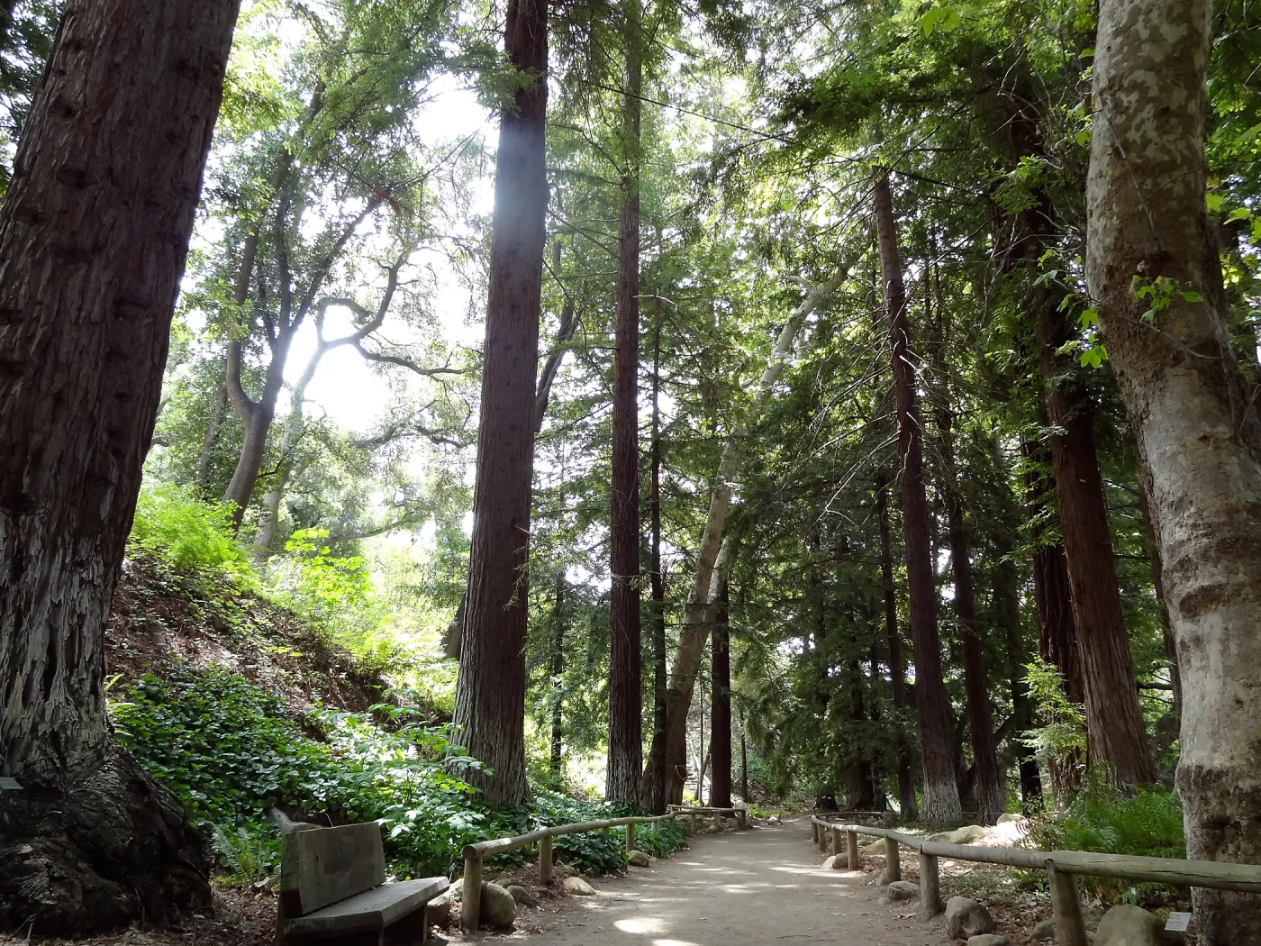 Redwood Section, 5 years post Jesusita Fire