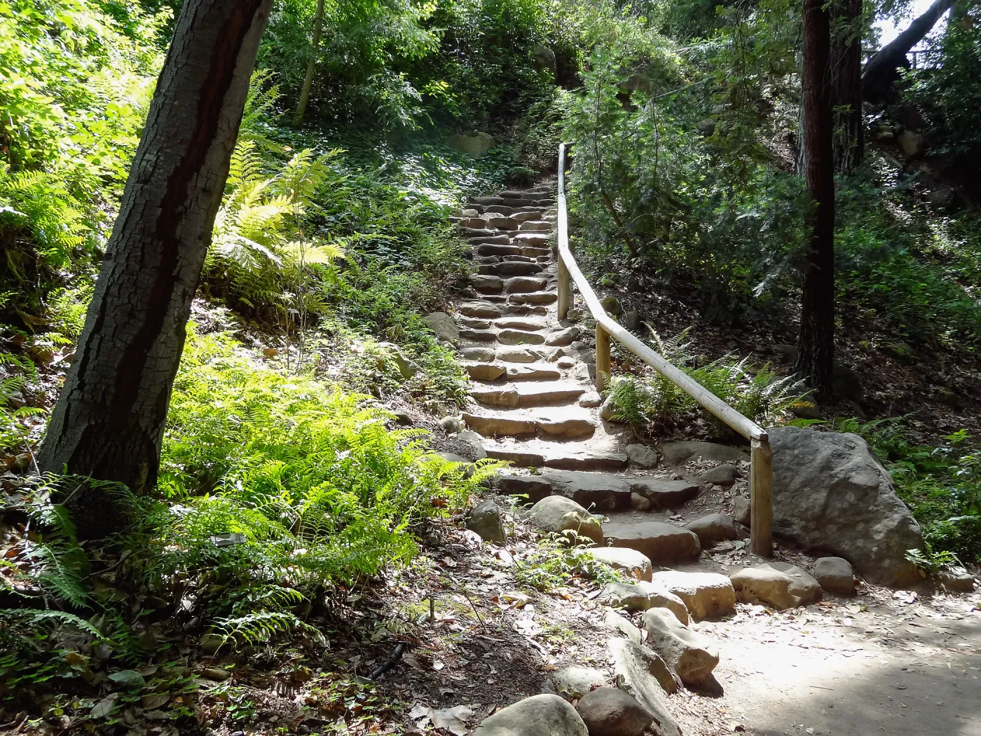 Indian Steps, Redwood Section, 5 years post Jesusita Fire