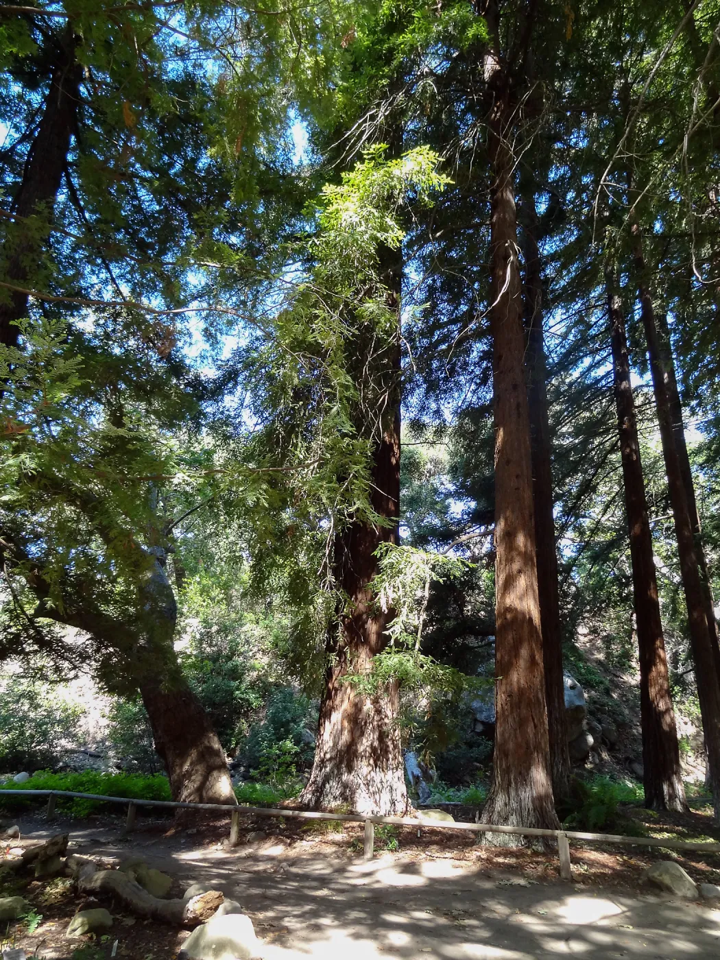 Redwood Section, , 5 years post Jesusita Fire