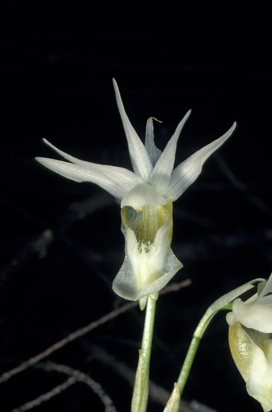 calypso bulbosa occidentalis alba