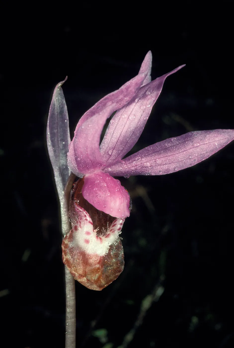 calypso bulbosa occidentalis close
