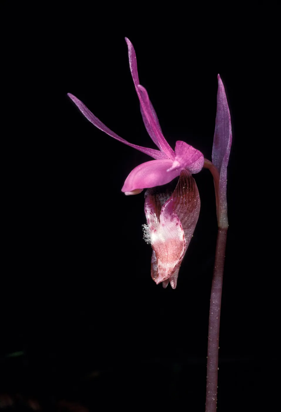 calypso bulbosa occidentalis close2