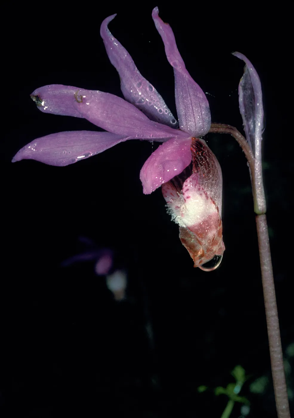 calypso bulbosa occidentalis flower