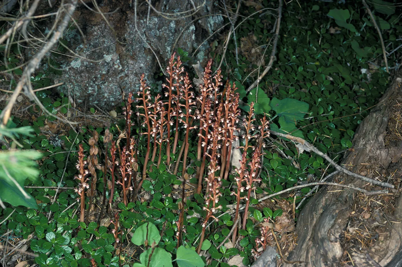 Corallorhiza maculata habitat
