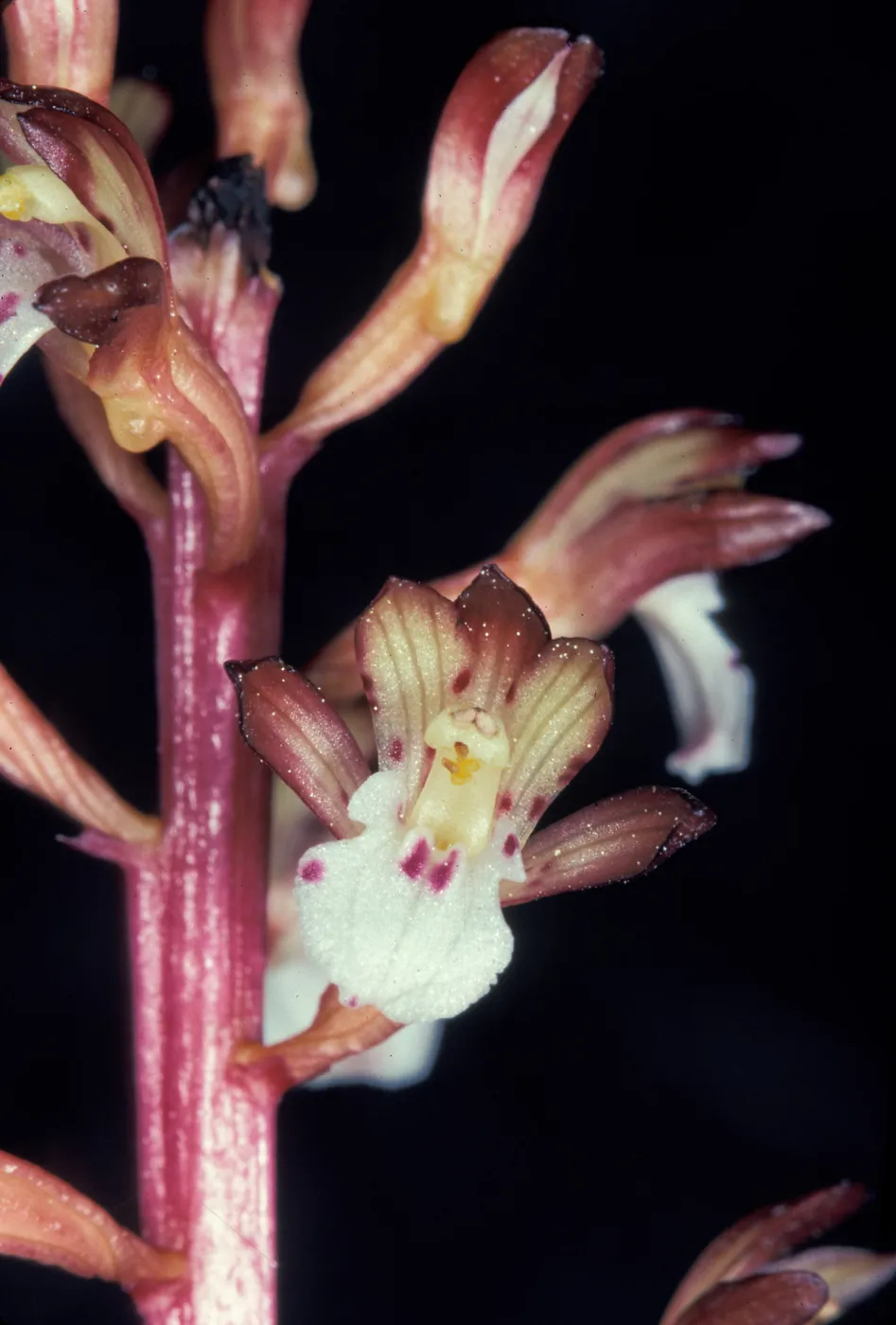 Corallorhiza maculata
