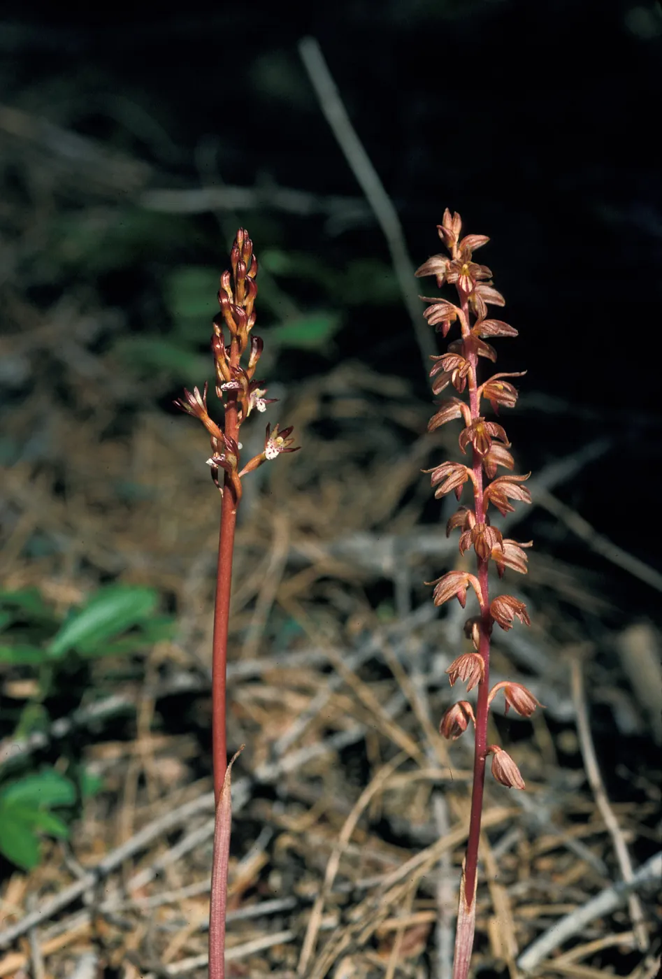 Corallorhiza striata & maculata