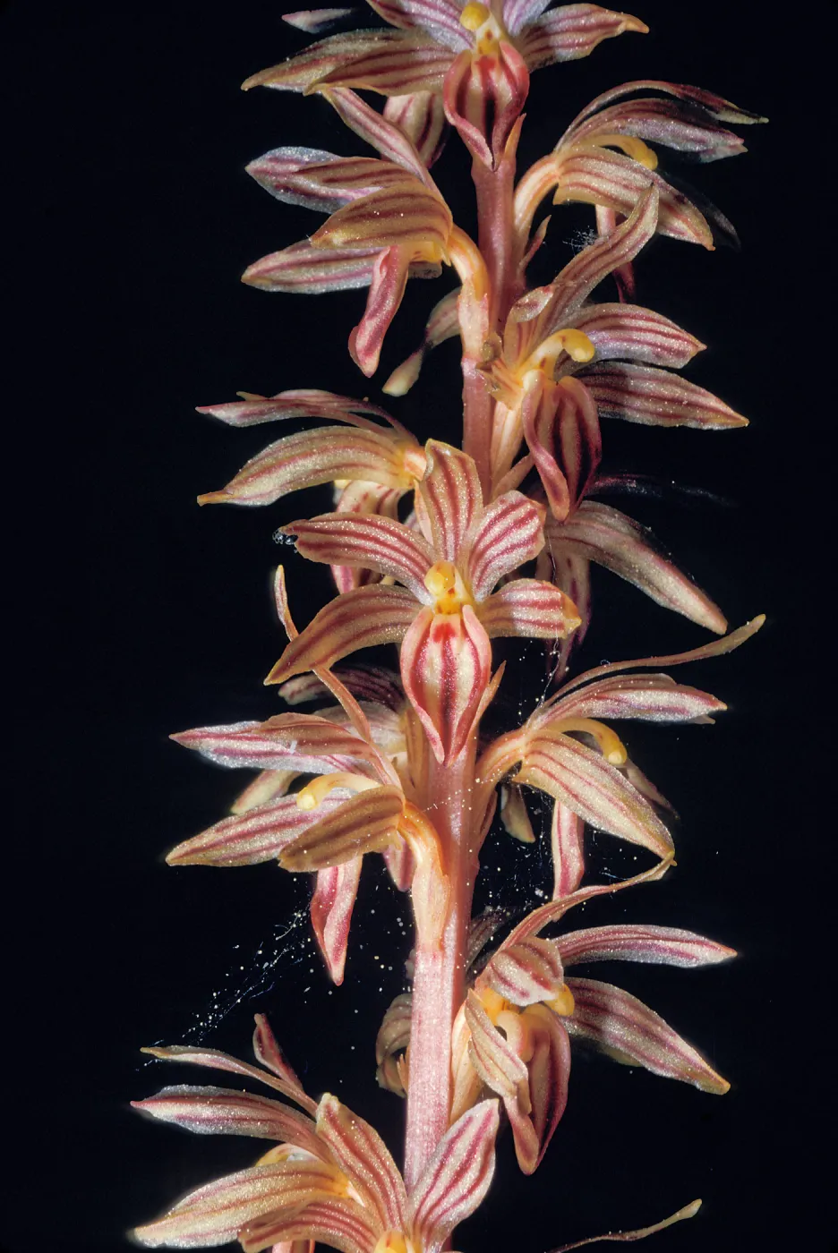 Corallorhiza striata