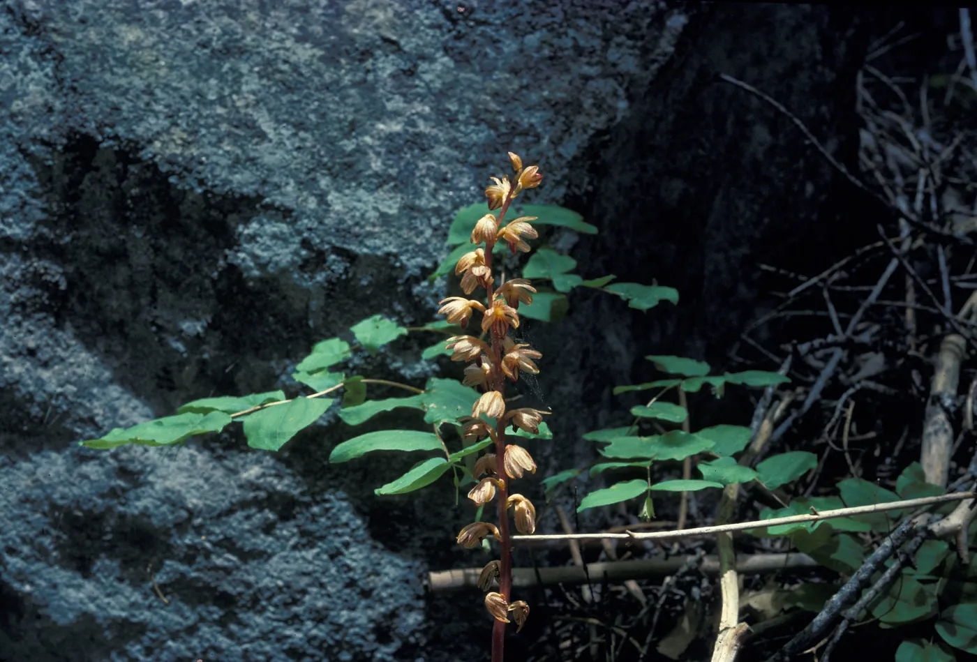 Corallorhiza striata