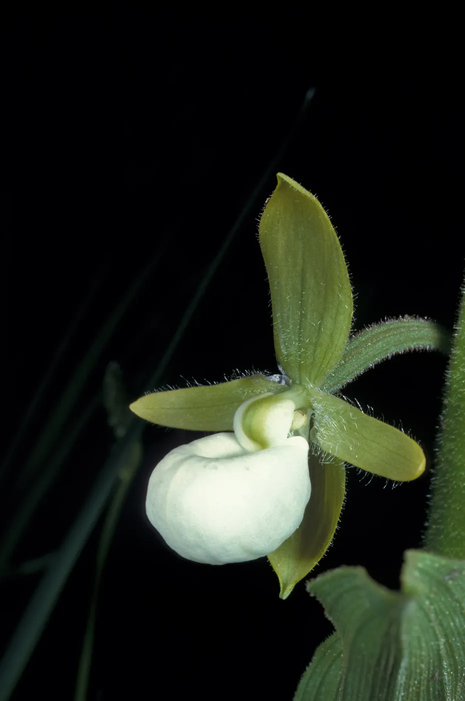 Cypripedium californicum