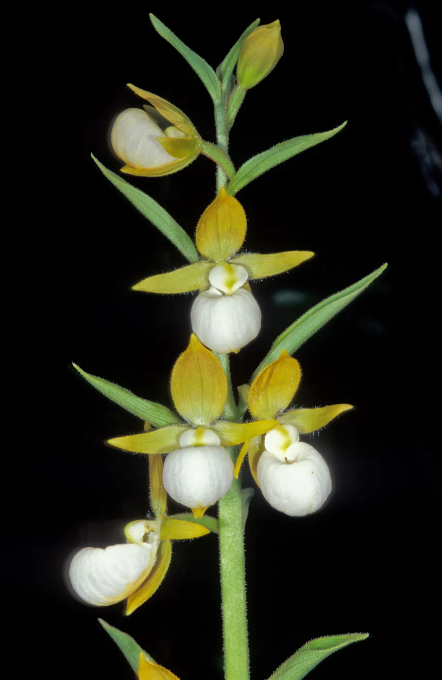 Cypripedium californicum