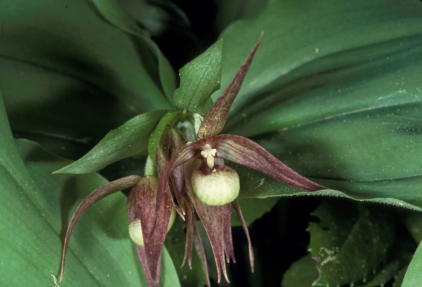 Cypripedium fasciculatum