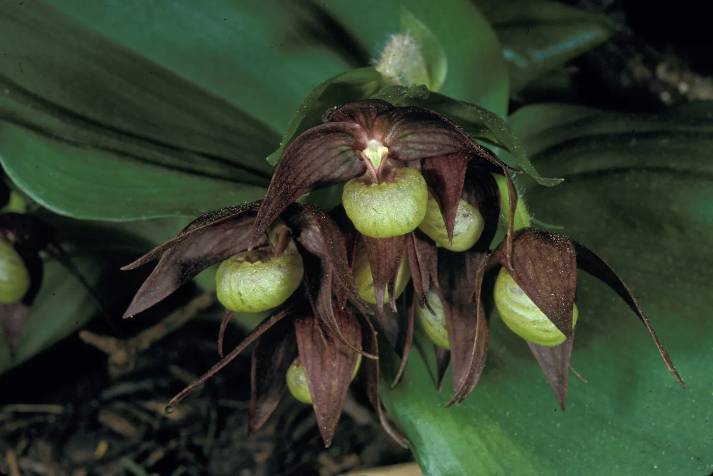 Cypripedium fasciculatum