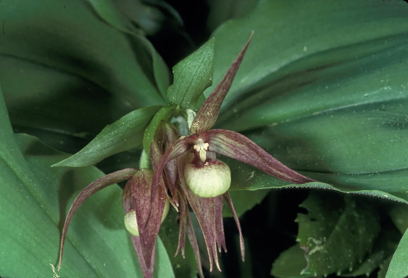 Cypripedium fasciculatum