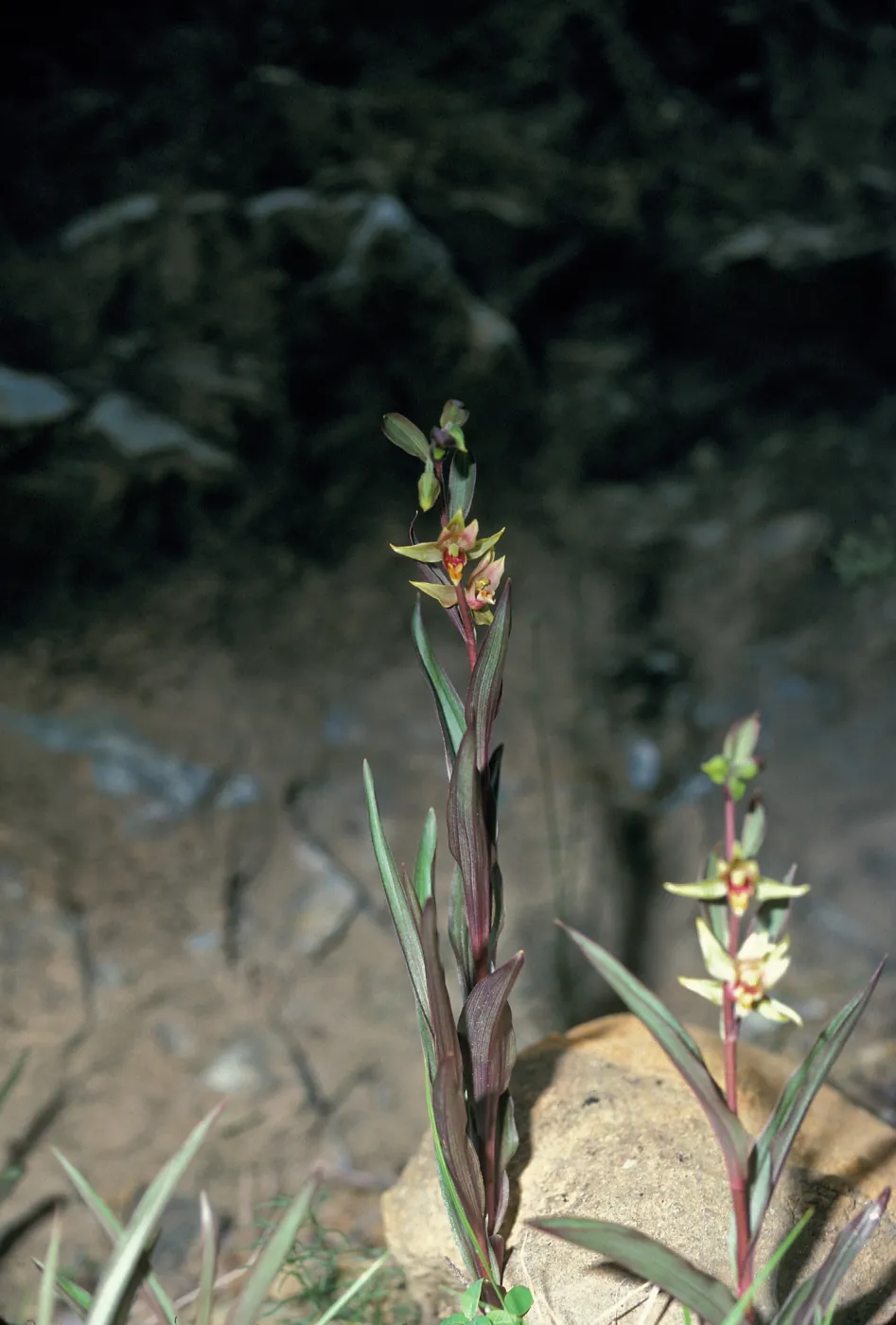 Epipactis â€˜serpentine night'