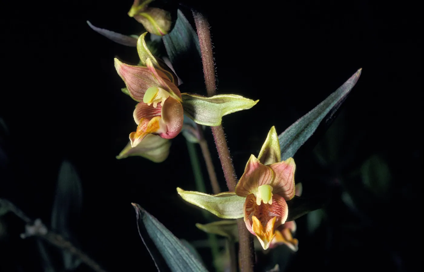 Epipactis â€˜serpentine night' close-up