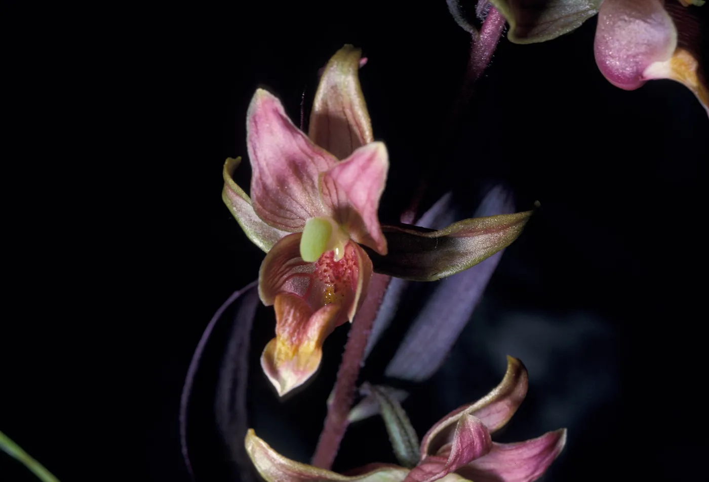 Epipactis â€˜Serpentine Night'