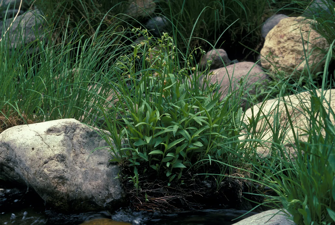 Epipactis gigantea habitat